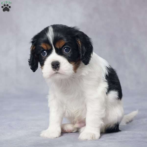 Roscoe, Cavalier King Charles Spaniel Puppy